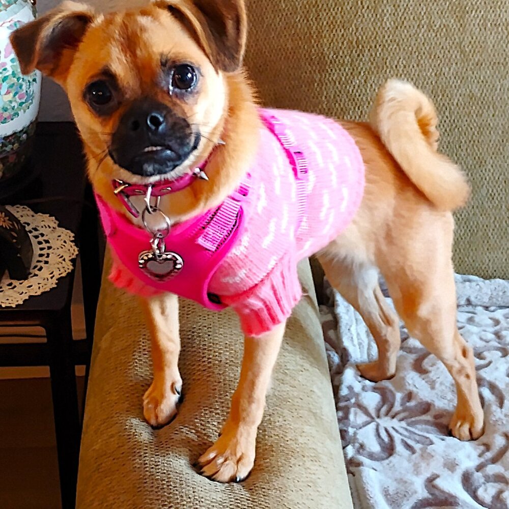 Pink Knit Dog Sweater with White Hearts, Size Small